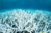 Существование большого кораллового рифа под угрозой          