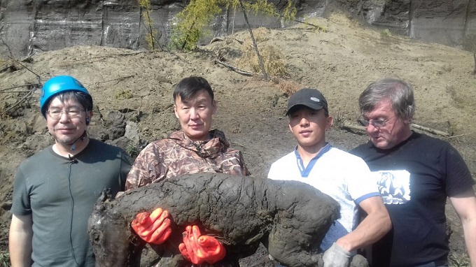 Российские ученые раскопали замороженного жеребенка древней лошади