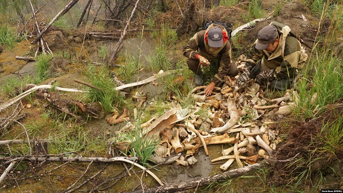 Участники научной экспедиции копаются в отходах производства якутских охотников за бивнями мамонтов