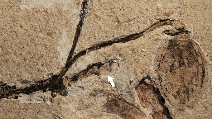 Так выглядит окаменелость цветка возрастом 164 миллиона лет