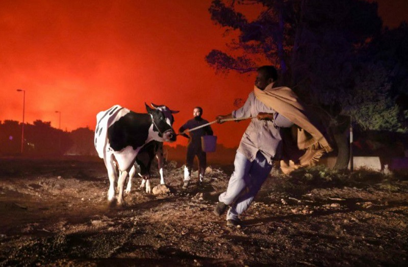 Это Греция, 2021 год. Местные жители спасают скот от природного пожара