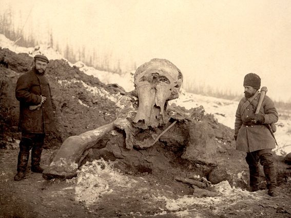 Berezovsky mammoth that was found in Siberia